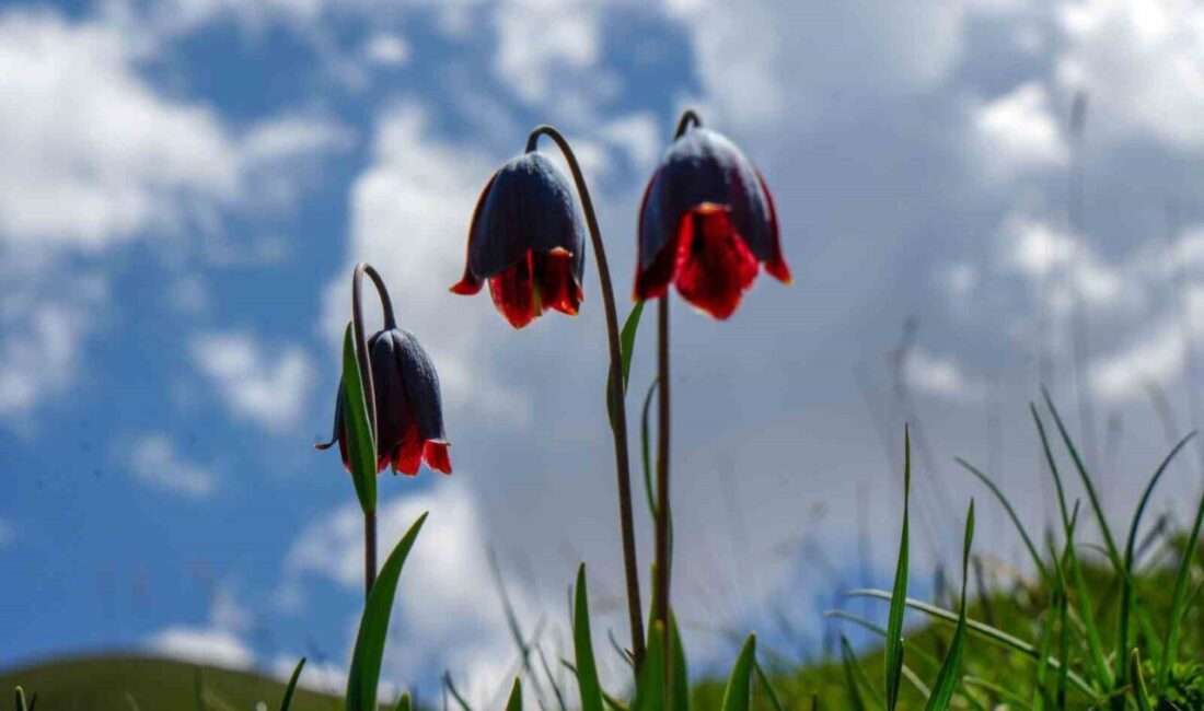 Bu günlere Palandöken Dağı’nın yüksek kesimlerinde rengarenk ve farklı çiçek