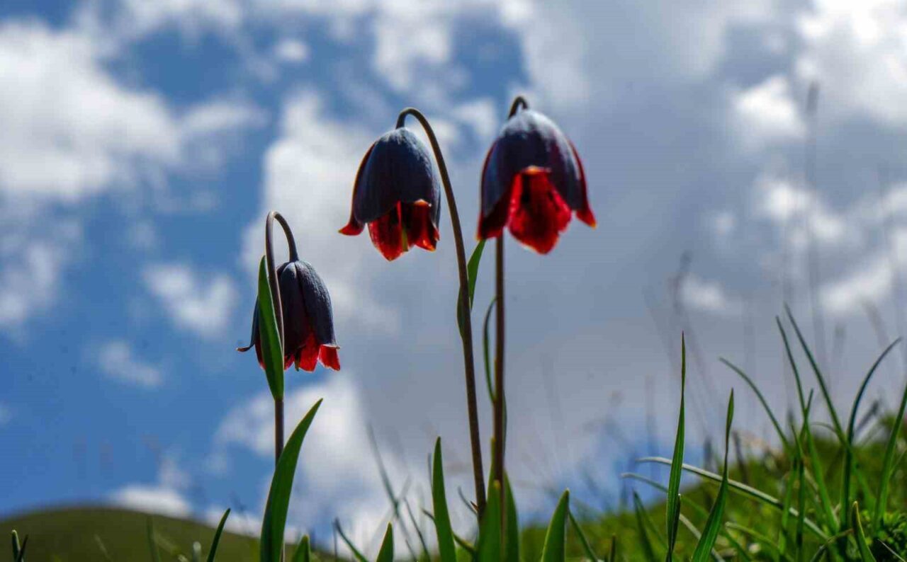 Bu günlere Palandöken Dağı’nın yüksek kesimlerinde rengarenk ve farklı çiçek