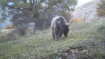 Ayı popülasyonunun Doğu Karadeniz başta olmak üzere Türkiye’nin doğusunda, domuz