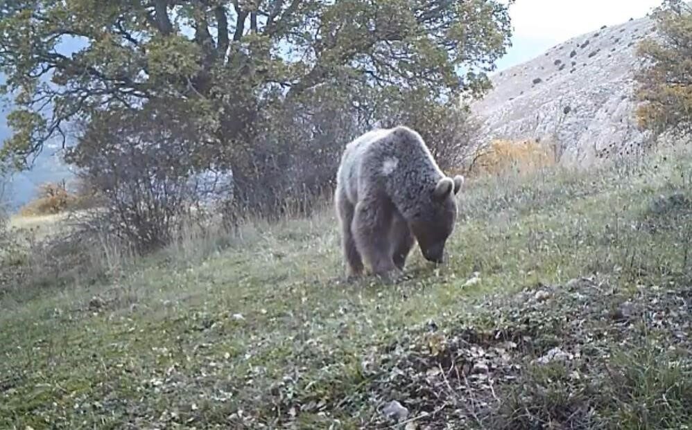 Ayı popülasyonunun Doğu Karadeniz başta olmak üzere Türkiye’nin doğusunda, domuz