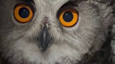 Erzurum’da vatandaşlar tarafından yaralı olarak bulunan puhu kuşu, Doğa Koruma