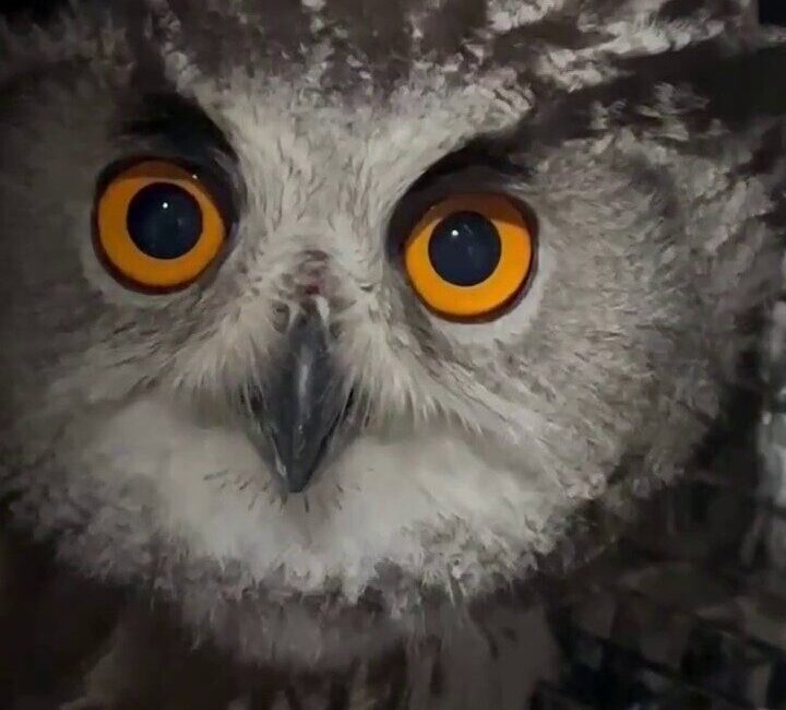 Erzurum’da vatandaşlar tarafından yaralı olarak bulunan puhu kuşu, Doğa Koruma