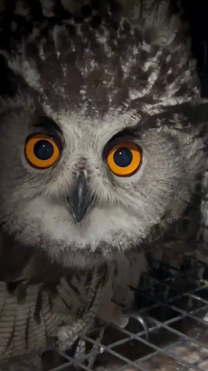 Erzurum’da vatandaşlar tarafından yaralı olarak bulunan puhu kuşu, Doğa Koruma