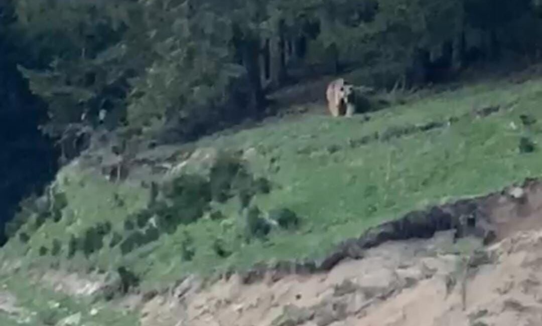 Rize’de köylerine dadanan ayıyı video çekerek anlatan muhtarın “Köyümüzün ayısı,
