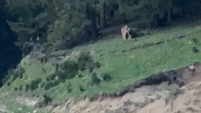 Rize’de köylerine dadanan ayıyı video çekerek anlatan muhtarın “Köyümüzün ayısı,