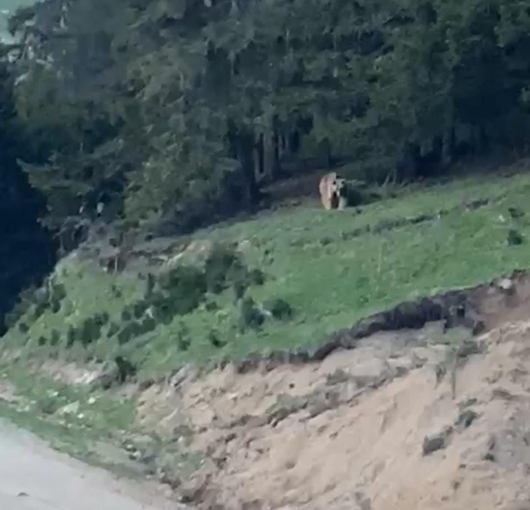 Rize’de köylerine dadanan ayıyı video çekerek anlatan muhtarın “Köyümüzün ayısı,