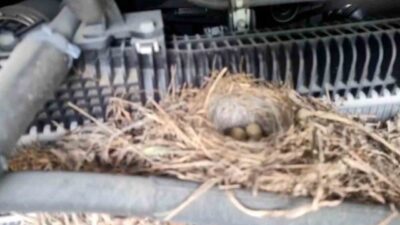 Rize’de motoruna kuşun yuva yaptığı ve günlüğü 7 bin 500-10