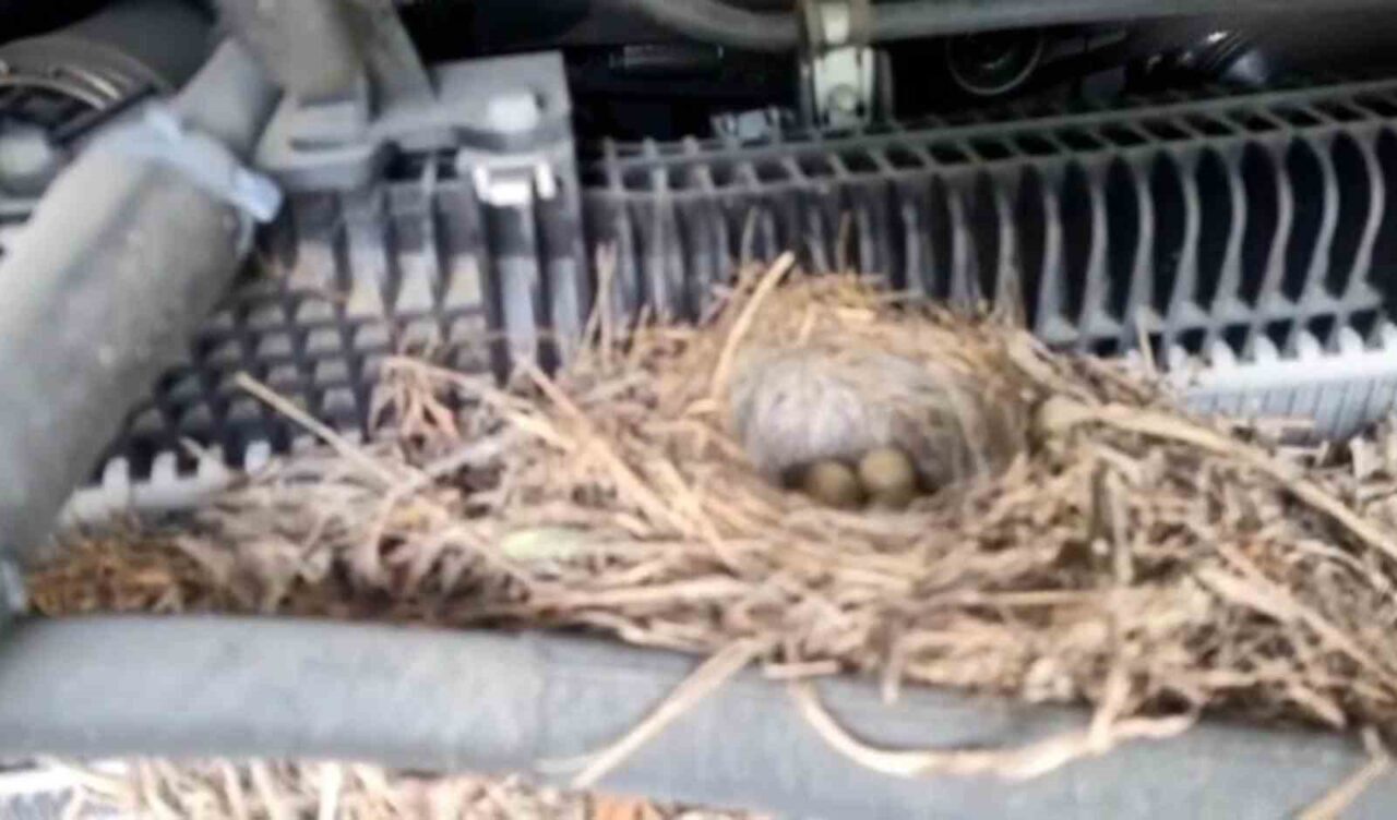 Rize’de motoruna kuşun yuva yaptığı ve günlüğü 7 bin 500-10