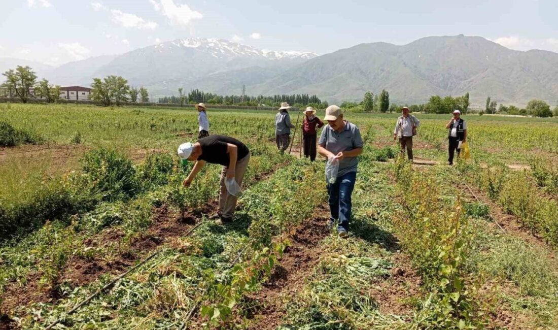 Erzincan’da tarım sezonunun başlamasının ardından Erzincan Tarım ve Orman İl