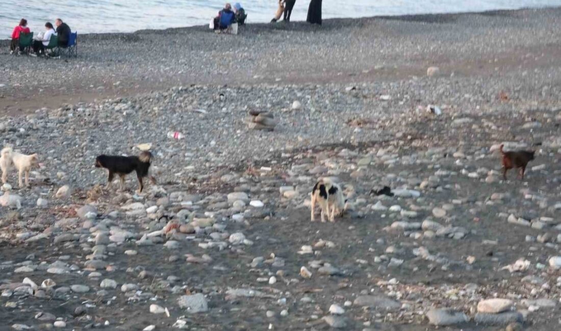 Trabzon’un Ortahisar ilçesinde birçok mahallede sokak köpekleri vatandaşlar için tehlike