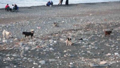 Trabzon’un Ortahisar ilçesinde birçok mahallede sokak köpekleri vatandaşlar için tehlike