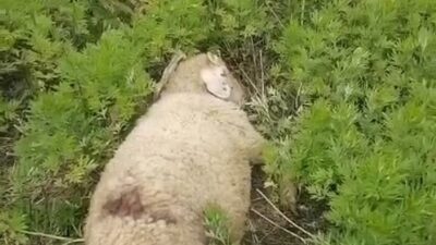 Sinop’un Türkeli ilçesinde iki küçükbaş hayvanın köpek saldırısıyla telef olduğu