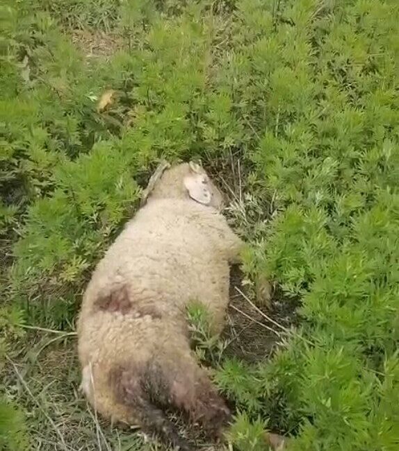 Sinop’un Türkeli ilçesinde iki küçükbaş hayvanın köpek saldırısıyla telef olduğu