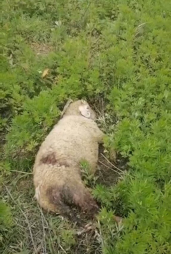 Sinop’un Türkeli ilçesinde iki küçükbaş hayvanın köpek saldırısıyla telef olduğu