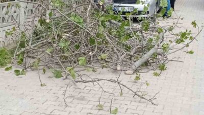 Sinop’ta bir apartmanın bahçesinde bulunan incir ağacı, otomobilin üzerine devrildi.