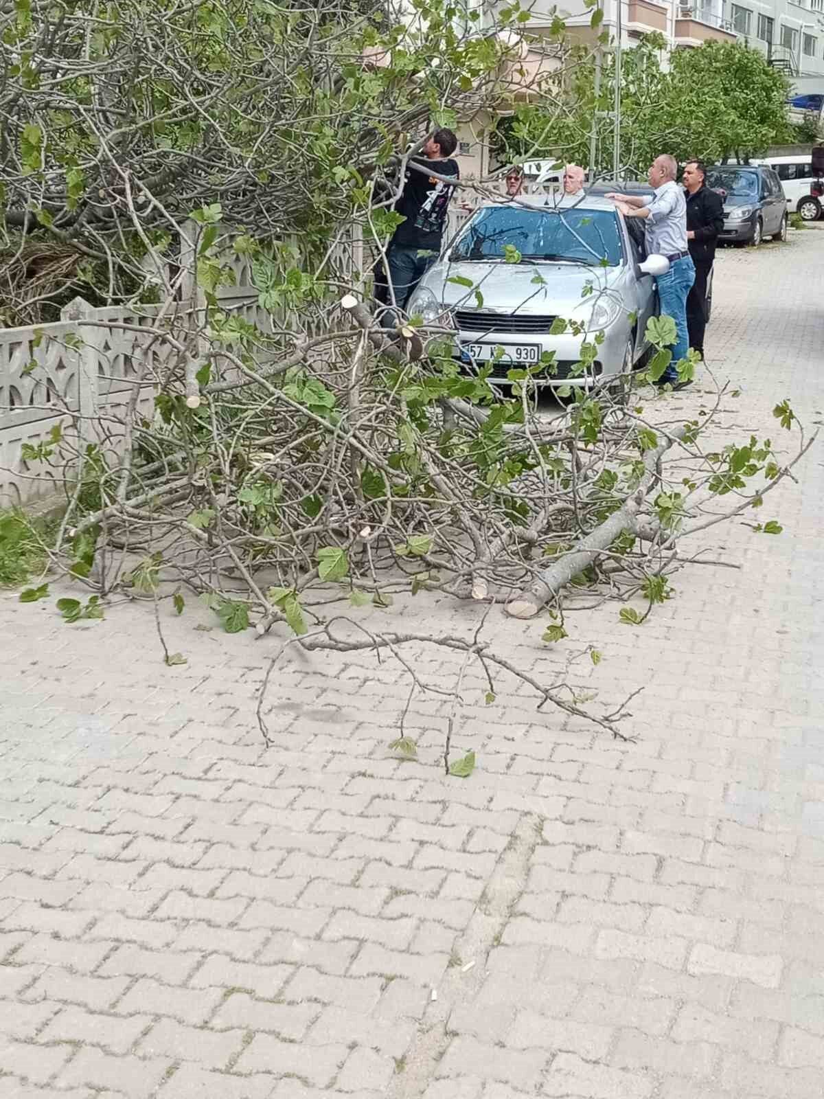 Sinop’ta bir apartmanın bahçesinde bulunan incir ağacı, otomobilin üzerine devrildi.