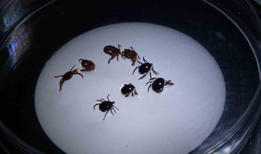 Sivas’ta nisan ayından itibaren 8 kişiye Kırım Kongo Kanamalı Ateşi