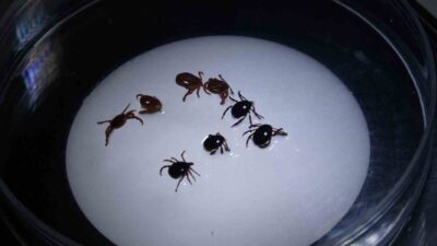 Sivas’ta nisan ayından itibaren 8 kişiye Kırım Kongo Kanamalı Ateşi