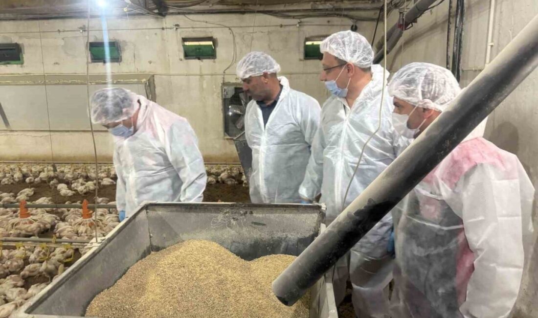 Tarım Müdürü Koçaker, etlik piliç üretimi yapılan tesislerde incelemede bulundu Erzincan’da hayvancılık sektörünün alt sektörlerinden biri olan broiler (etlik piliç)