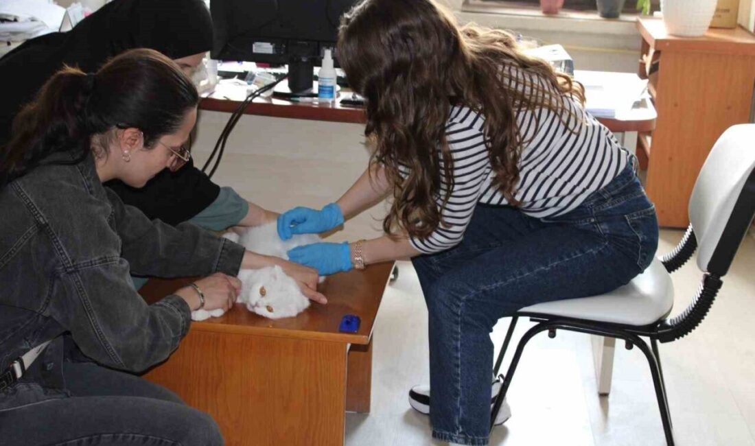 Evcil hayvanların kimliklendirilmesi ve kayıt altına alınması amacıyla başlatılan mikroçip