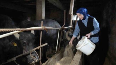 Ticari süt işletmelerince toplanan inek sütü miktarı Mart ayında yüzde
