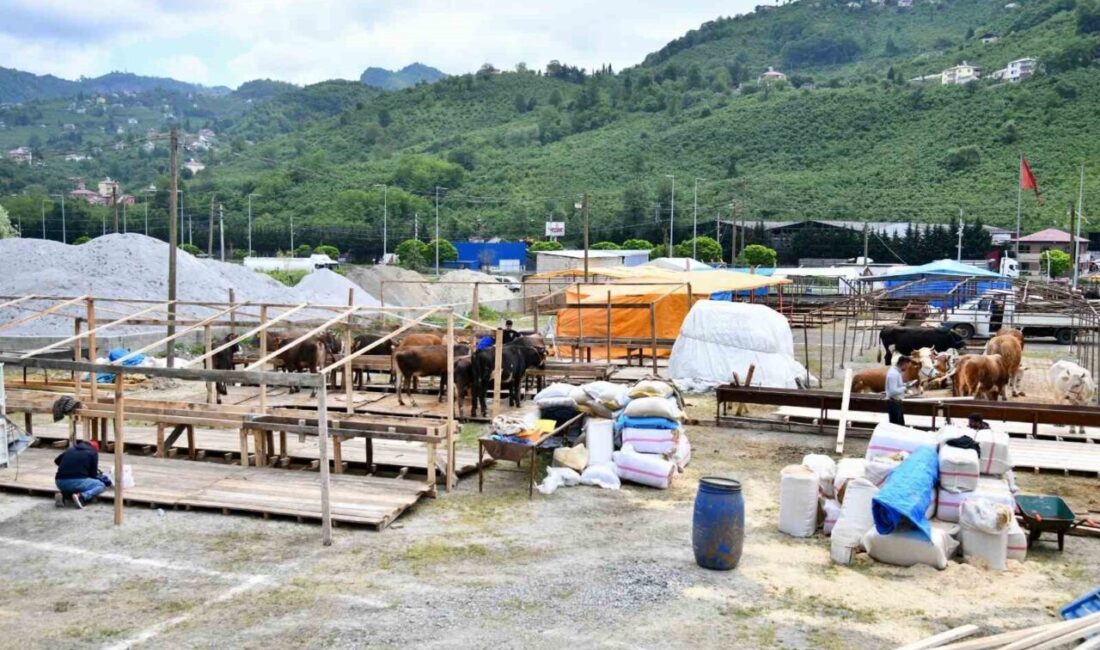 Trabzon’a 6 Haziran Cuma günü başlayacak Kurban Bayramı öncesinde kurbanlıklar