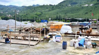 Trabzon’a 6 Haziran Cuma günü başlayacak Kurban Bayramı öncesinde kurbanlıklar