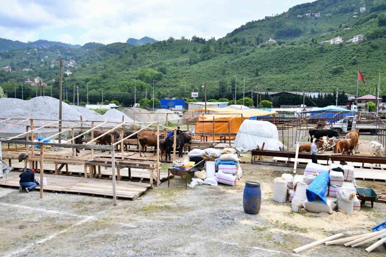 Trabzon’a 6 Haziran Cuma günü başlayacak Kurban Bayramı öncesinde kurbanlıklar