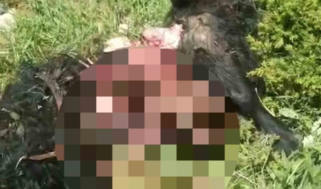 Tunceli’nin Pülümür ilçesinde yaşanan ayı dehşetinde bir kişi yaralanırken 31