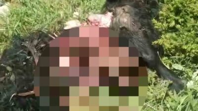Tunceli’nin Pülümür ilçesinde yaşanan ayı dehşetinde bir kişi yaralanırken 31