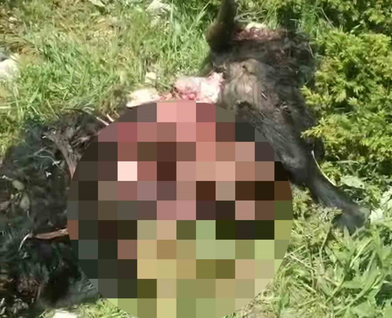 Tunceli’nin Pülümür ilçesinde yaşanan ayı dehşetinde bir kişi yaralanırken 31