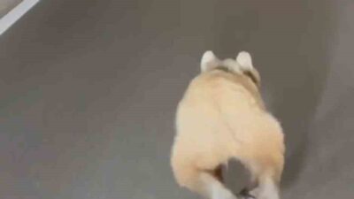 Gümüşhane’nin Torul ilçesinde bir tünelde koşan ayı, sürücüler tarafından cep