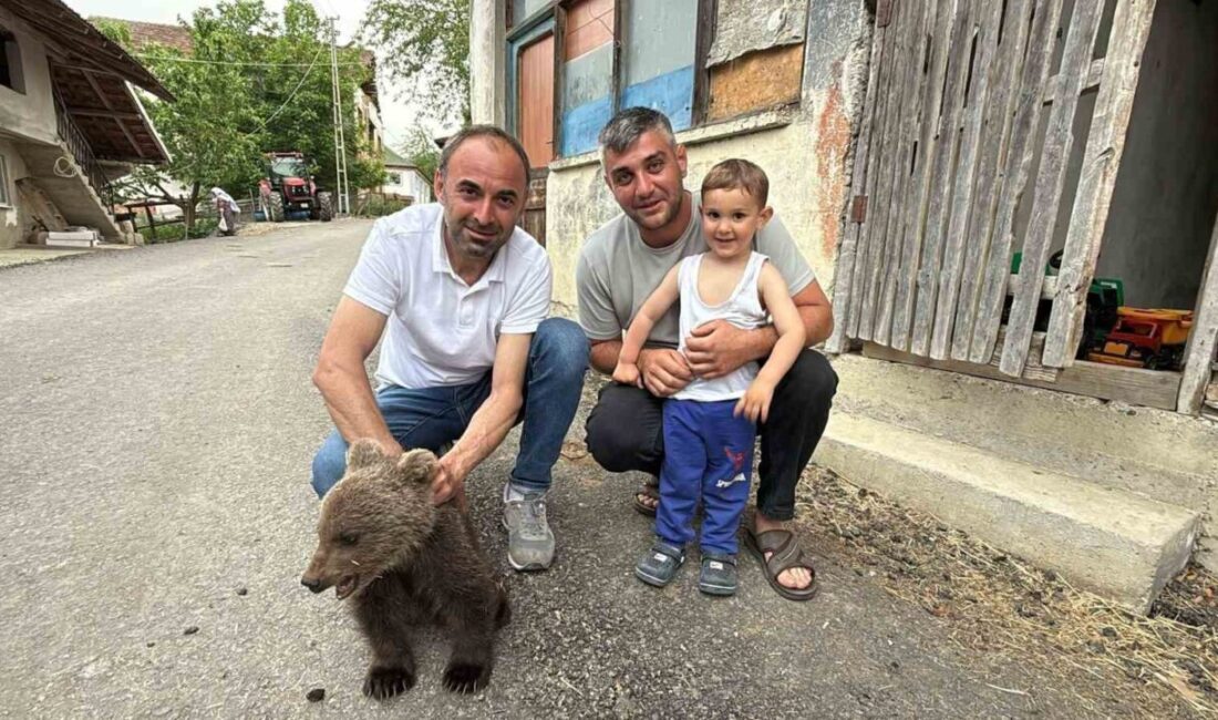 Sinop’un Türkeli ilçesine bağlı Satı köyünde doğada tek başına bulunan