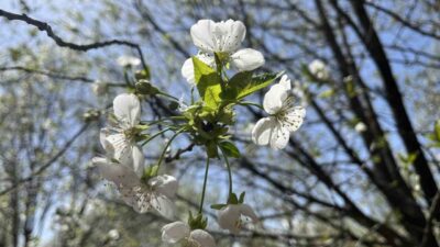 Bahar aylarında artan polen yoğunluğu, alerjik hastalıkları da beraberinde getiriyor.