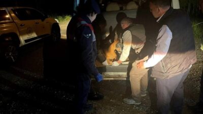 Gümüşhane’nin Kürtün ilçesinde yaralı halde bulunan karaca, jandarma ekiplerince koruma