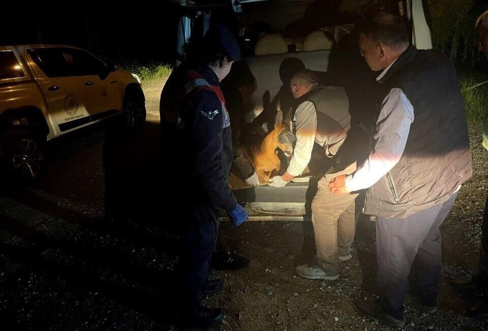 Gümüşhane’nin Kürtün ilçesinde yaralı halde bulunan karaca, jandarma ekiplerince koruma