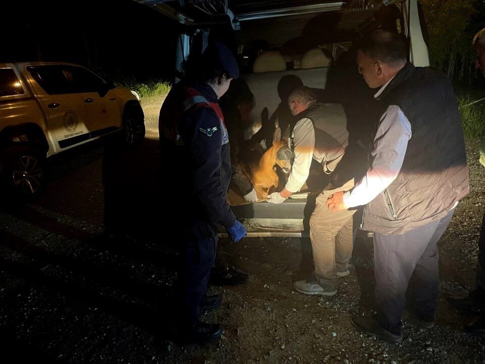 Gümüşhane’nin Kürtün ilçesinde yaralı halde bulunan karaca, jandarma ekiplerince koruma