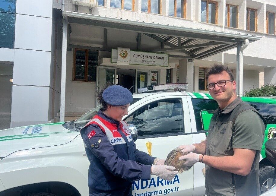Gümüşhane’de jandarma ekiplerinin devriye sırasında fark ettiği yaralı tavşan tedavi