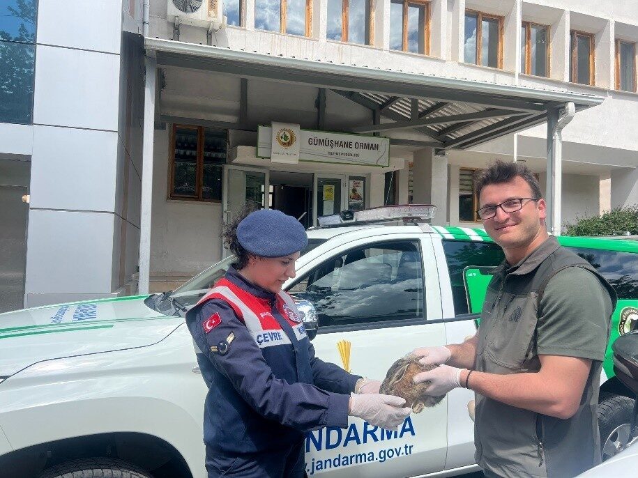Gümüşhane’de jandarma ekiplerinin devriye sırasında fark ettiği yaralı tavşan tedavi