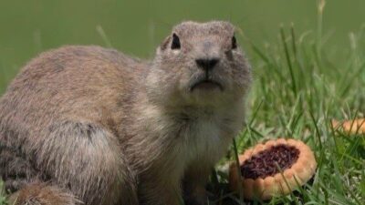 Bayburt’ta Anadolu yer sincabı bisküvi yerken görüntülendi. “Anadolu Gelengisi” olarak