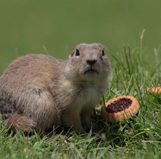 Bayburt’ta Anadolu yer sincabı bisküvi yerken görüntülendi. “Anadolu Gelengisi” olarak