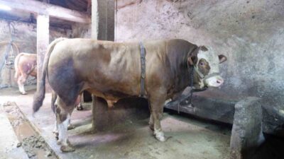 Kurban Bayramı’na sayılı günler kala kurban pazarlarında hareketlilik arttı. Erzurum’da