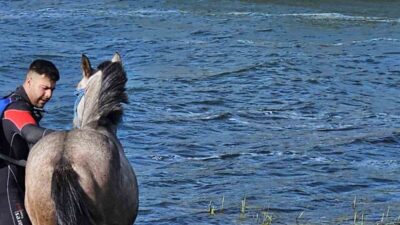 Ardahan Çıldır Gölü’ndeki adacıkta mahsur kalan at, AFAD ekiplerinin yardımıyla