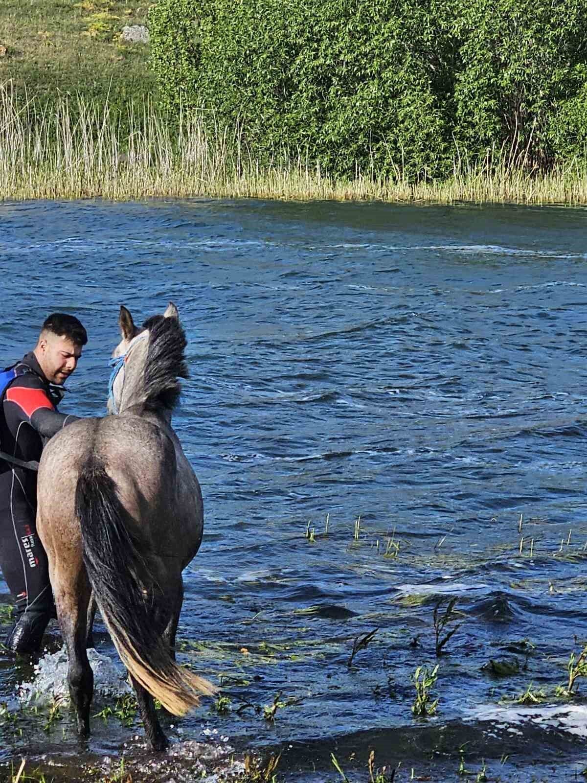 Ardahan Çıldır Gölü’ndeki adacıkta mahsur kalan at, AFAD ekiplerinin yardımıyla