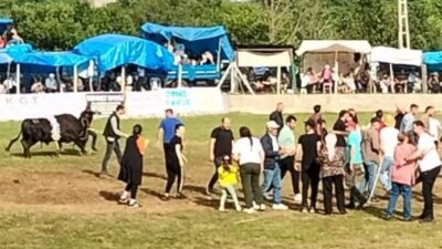Artvin’de düzenlenen boğa güreşlerinde şampiyon olan boğa sahibine saldırdı. O