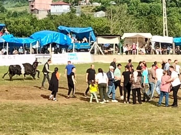 Artvin’de düzenlenen boğa güreşlerinde şampiyon olan boğa sahibine saldırdı. O