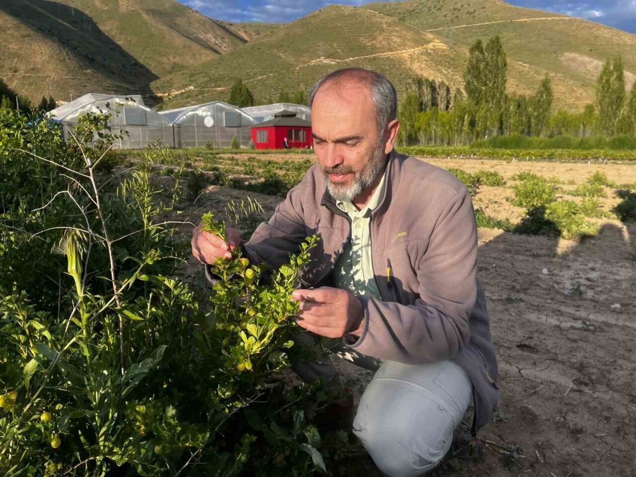 Bayburt Üniversitesi, Tarım ve Hayvancılık Uygulama ve Araştırma Merkezi tarafından