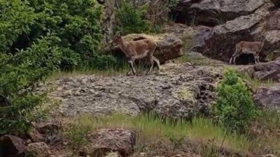 Bayburt’ta bir vatandaş, Üzengili köyü yakınlarında rastladığı dağ keçilerine uzaktan