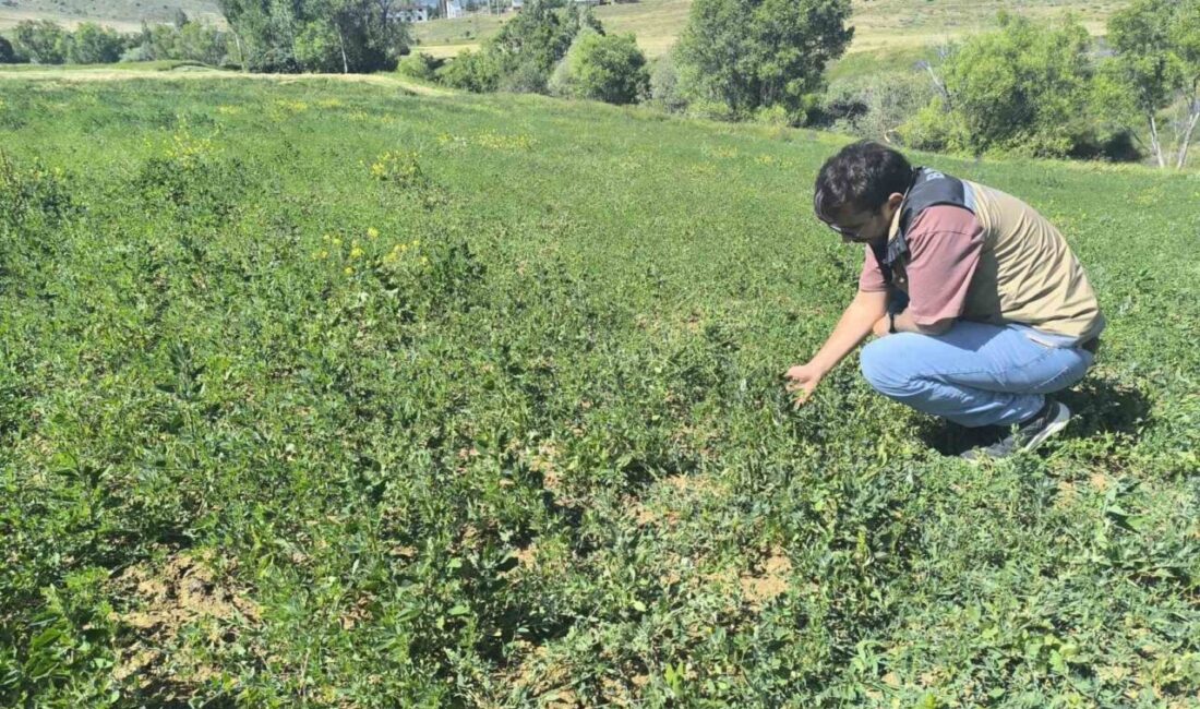 Bayburt’un Yapracık, Yanoba, Kılıçkaya ve Çiğdemlik köylerinde yem bitkisi ekiliş