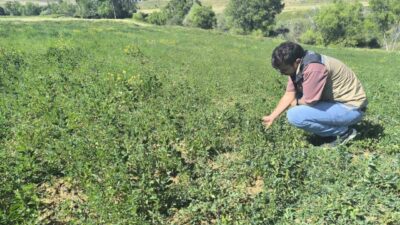 Bayburt’un Yapracık, Yanoba, Kılıçkaya ve Çiğdemlik köylerinde yem bitkisi ekiliş